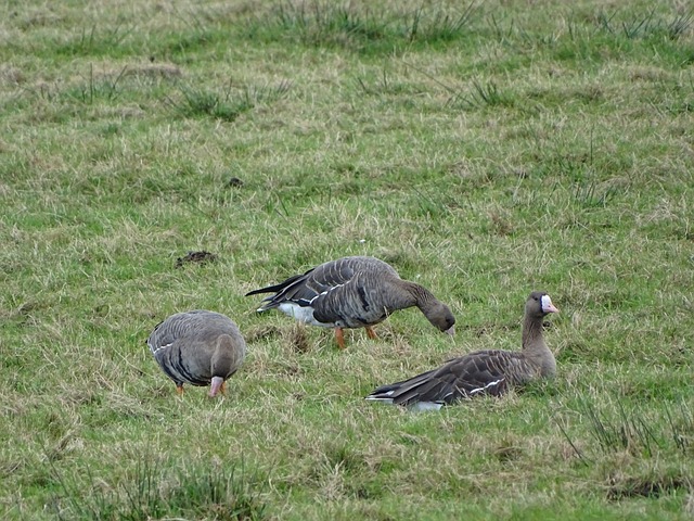 梁殷僑在 梁殷僑在