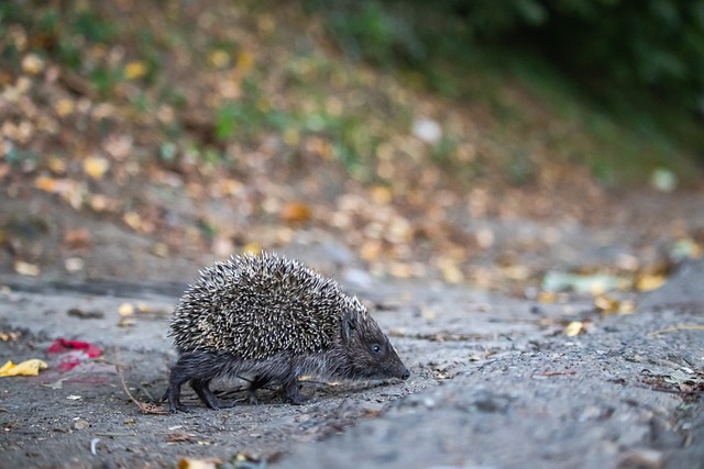 因素的影响 因素的影响